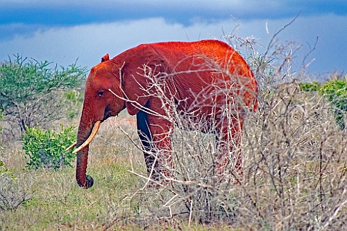 Kenia (413)